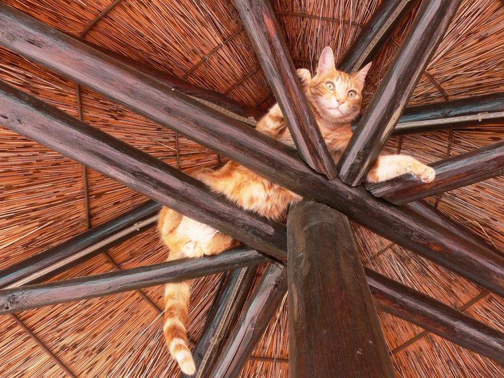 Stuck cat
