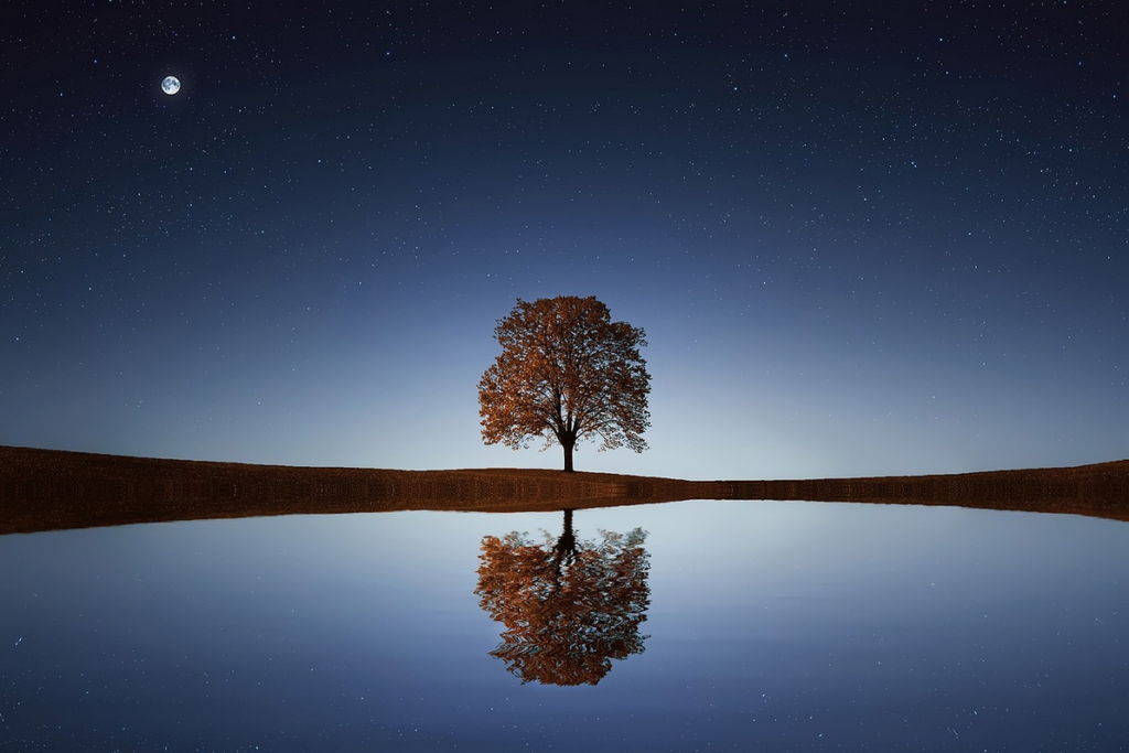 stillness-tree-1024x683
